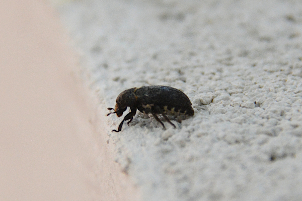 Dermestidae : Dermestes laniarius? Forse s.